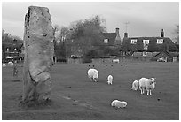 Standing stone, sheep, and village, Avebury, Wiltshire. England, United Kingdom (black and white)