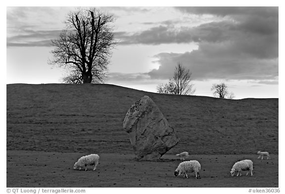 Sheep, standing stone, and hill at sunset, Avebury, Wiltshire. England, United Kingdom