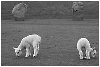 Two lambs and two standing stones, Avebury, Wiltshire. England, United Kingdom (black and white)