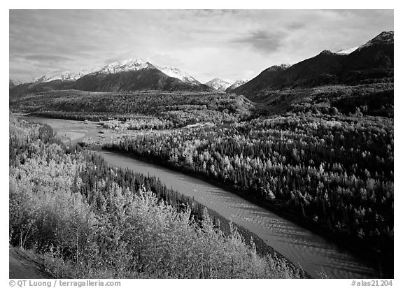 Autumn Aspens, Matanuska River, and Chugach mountains. Alaska, USA (black and white)