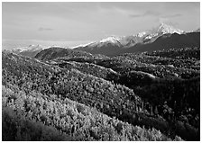 Aspens in fall colors and Chugach mountain, late afternoons. Alaska, USA ( black and white)