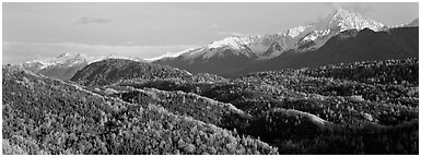 Fall mountain landscape with aspens and snowy peaks. Alaska, USA (Panoramic black and white)