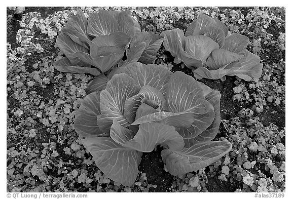 Giant cabbages on floral display. Anchorage, Alaska, USA