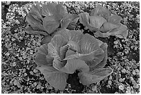 Giant cabbages on floral display. Anchorage, Alaska, USA (black and white)