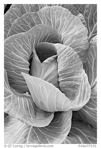 Giant cabbage detail. Anchorage, Alaska, USA (black and white)