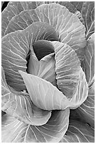 Giant cabbage detail. Anchorage, Alaska, USA ( black and white)