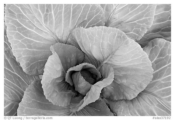 Cabbage close-up. Anchorage, Alaska, USA
