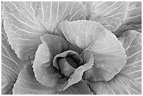 Cabbage close-up. Anchorage, Alaska, USA ( black and white)