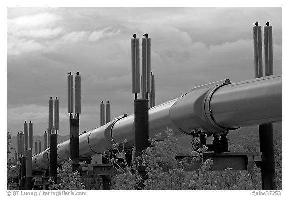 Trans-Alaska Pipeline. Alaska, USA (black and white)