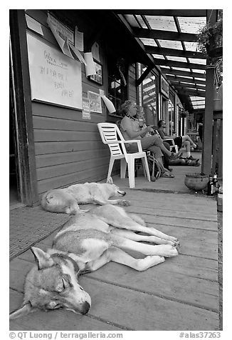 Dogs laying on porch of lodge. McCarthy, Alaska, USA