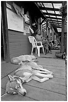 Dogs laying on porch of lodge. McCarthy, Alaska, USA (black and white)
