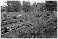 Vegetables grown in small enclosed garden. McCarthy, Alaska, USA (black and white)