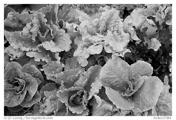Close-up of lettuce grown in vegetable garden. McCarthy, Alaska, USA (black and white)