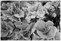 Close-up of lettuce grown in vegetable garden. McCarthy, Alaska, USA (black and white)