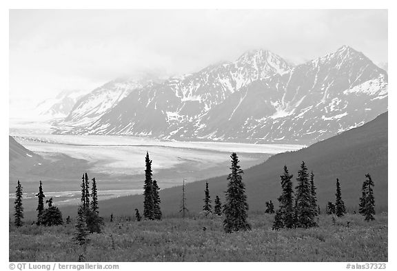 Spruce trees,  glacier and Chugatch mountains in background. Alaska, USA (black and white)