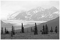 Spruce trees,  glacier and Chugatch mountains in background. Alaska, USA (black and white)