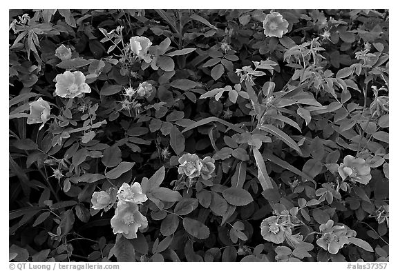 Wild Roses in bloom. Alaska, USA (black and white)