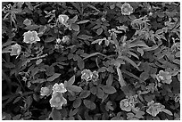 Wild Roses in bloom. Alaska, USA ( black and white)