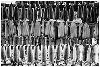 Whitefish being dried, Ambler. North Western Alaska, USA ( black and white)
