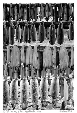 Drying whitefish, Ambler. North Western Alaska, USA