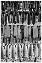 Drying whitefish, Ambler. North Western Alaska, USA ( black and white)