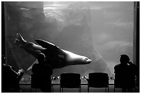 Tourists sitting next to the northern sea lion aquarium, Alaska Sealife center. Seward, Alaska, USA (black and white)