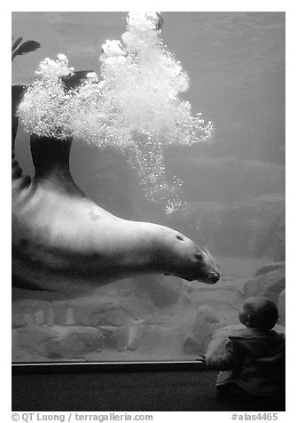 Northern Sea Lion in aquarium, watched by baby, Alaska Sealife center. Seward, Alaska, USA (black and white)