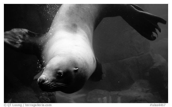 Northern Sea Lion, Alaska Sealife center. Seward, Alaska, USA (black and white)