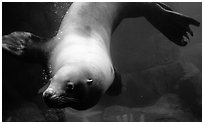 Northern Sea Lion, Alaska Sealife center. Seward, Alaska, USA ( black and white)