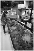 Tourist checks tidepool exhibit, Alaska Sealife center. Seward, Alaska, USA ( black and white)