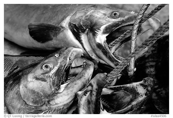 Salmon freshly caught. Homer, Alaska, USA (black and white)