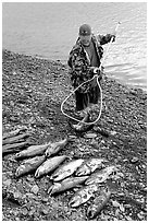 Fisherman laying out on shore salmon. Homer, Alaska, USA (black and white)