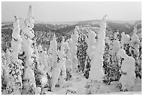 Forest plastered in snow. Alaska, USA ( black and white)