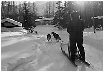 Dog sledding through village. Wiseman, Alaska, USA ( black and white)