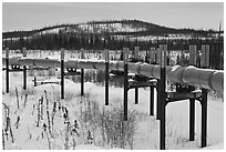 Trans Alaska Pipeline in winter. Alaska, USA (black and white)