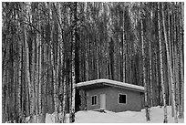 Cabin amongst bare aspen trees. Alaska, USA (black and white)