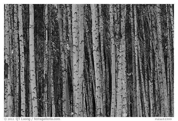 Bare aspen tree trunks. Alaska, USA (black and white)