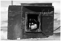 Husky dog peeking out of doghouse. North Pole, Alaska, USA (black and white)