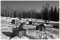 Dogs at mushing camp in winter. North Pole, Alaska, USA ( black and white)