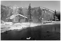 Cabins with swans and ducks in winter. Chena Hot Springs, Alaska, USA (black and white)