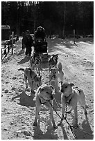 Huskies dogs and sled. Chena Hot Springs, Alaska, USA (black and white)