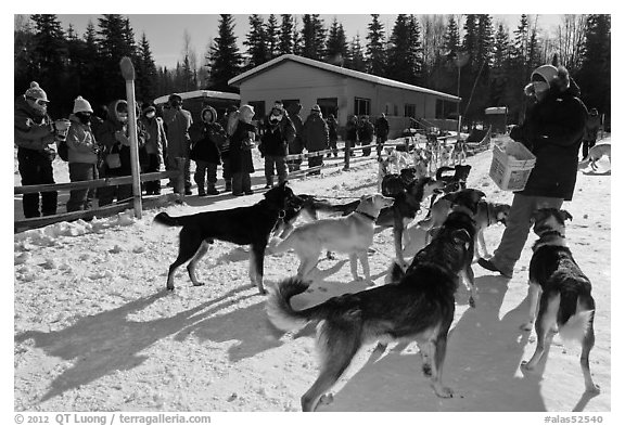 Musher feeding dogs. Chena Hot Springs, Alaska, USA (black and white)