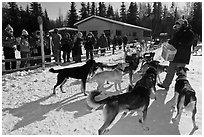 Musher feeding dogs. Chena Hot Springs, Alaska, USA (black and white)