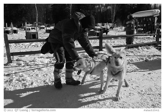 Musher attaching dogs. Chena Hot Springs, Alaska, USA (black and white)