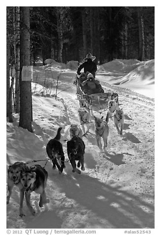 Sled dog team running through curve. Chena Hot Springs, Alaska, USA (black and white)