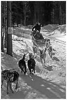 Sled dog team running through curve. Chena Hot Springs, Alaska, USA ( black and white)