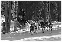 Musher and passengers pulled by dog team. Chena Hot Springs, Alaska, USA (black and white)