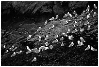 Seabirds on rock. Prince William Sound, Alaska, USA (black and white)