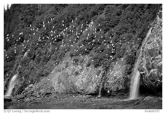 Waterfalls and Seabirds. Prince William Sound, Alaska, USA