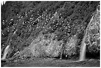 Waterfalls and Seabirds. Prince William Sound, Alaska, USA ( black and white)